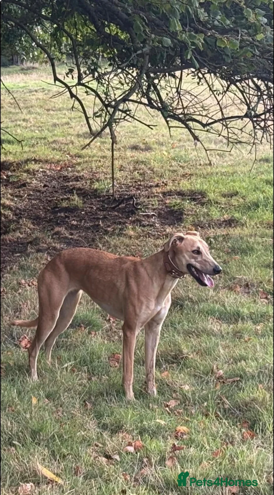 Lurcher dogs for sale: Lurcher in Halifax - Advert 1