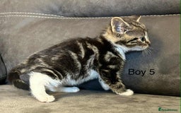 British Shorthair cats for sale: Stunning kittens available  - Image 22