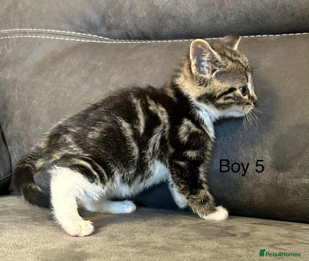 British Shorthair cats for sale: Stunning kittens available  - Image 22