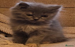 Persian cats for sale: Persian  - Image 39