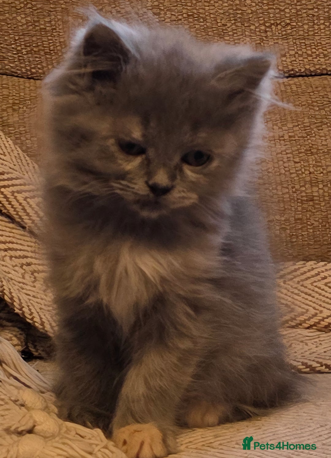 Persian cats for sale: Persian  - Image 39