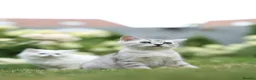 Scottish Fold cats for sale: Adorable Scottish Kittens Available in Bedford - Advert 14