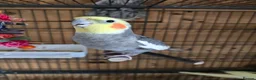 Cockatiels birds for sale: Pair of cockatiels - Advert 5