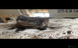 Persian cats for sale: Beautiful Persian x Tabby kitten! - Image 2