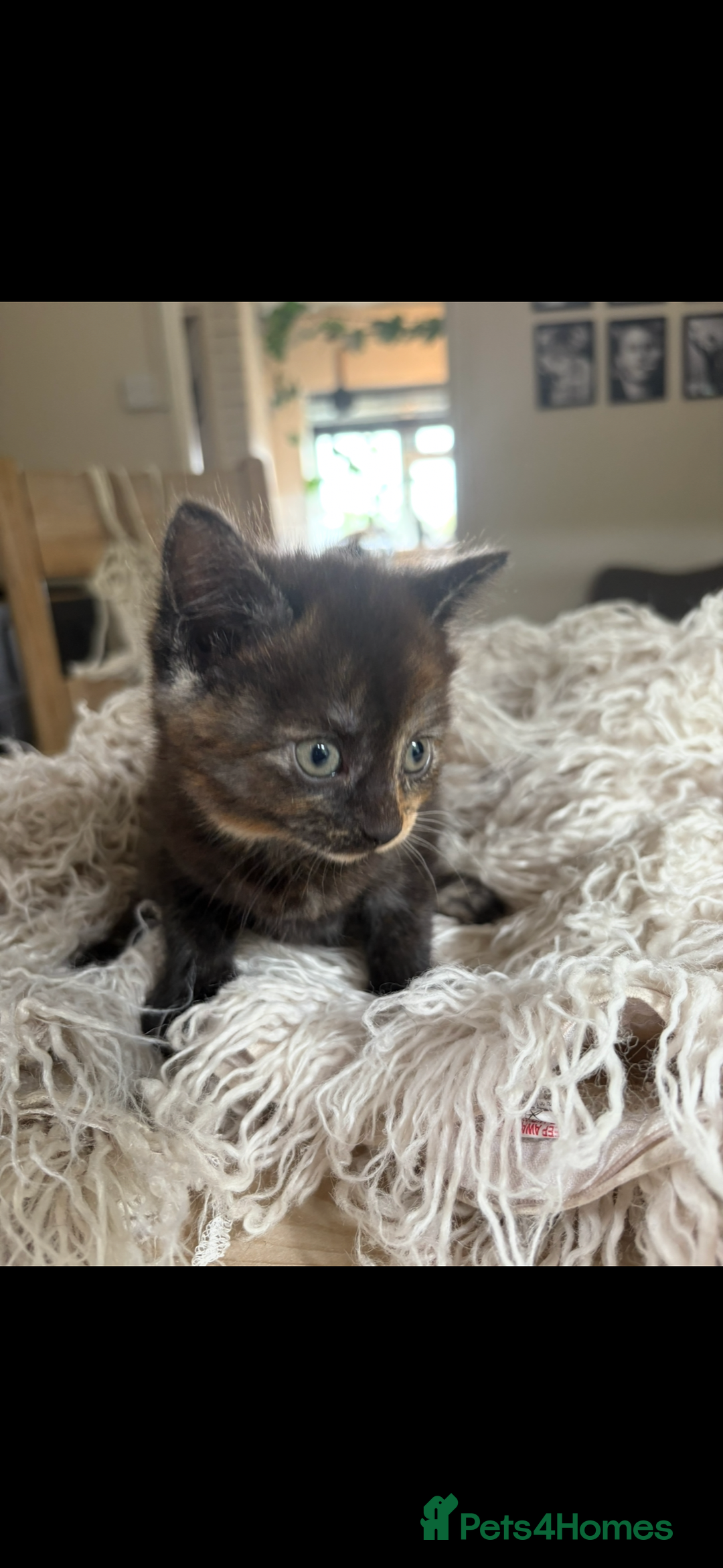 Persian cats for sale: Beautiful Persian x Tabby kitten! - Image 2