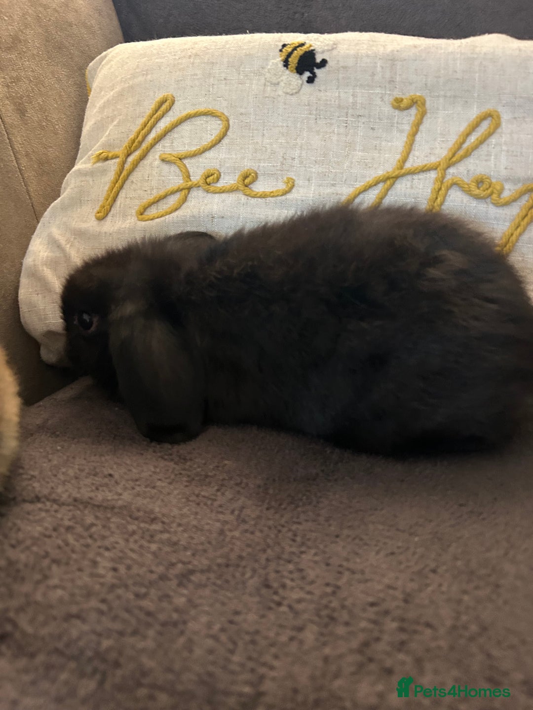 Mini Lop rabbits for sale:  Mini lop boy and girl 9 weeks old  - Image 5