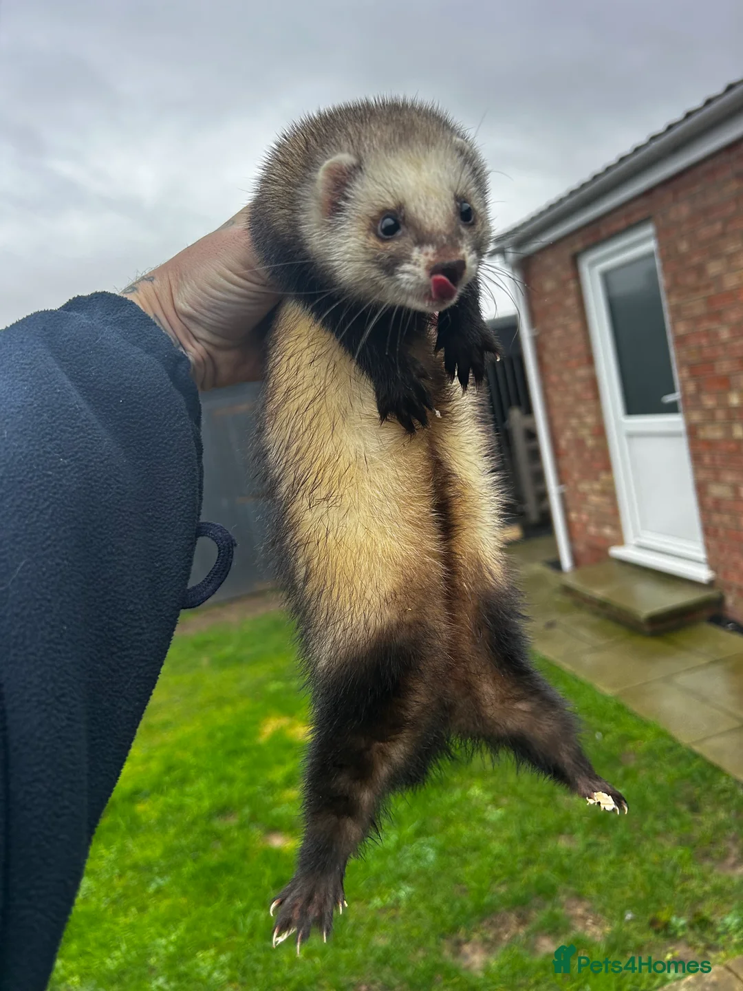 Ferret rodents for sale: Two female Ferrets - Advert 4