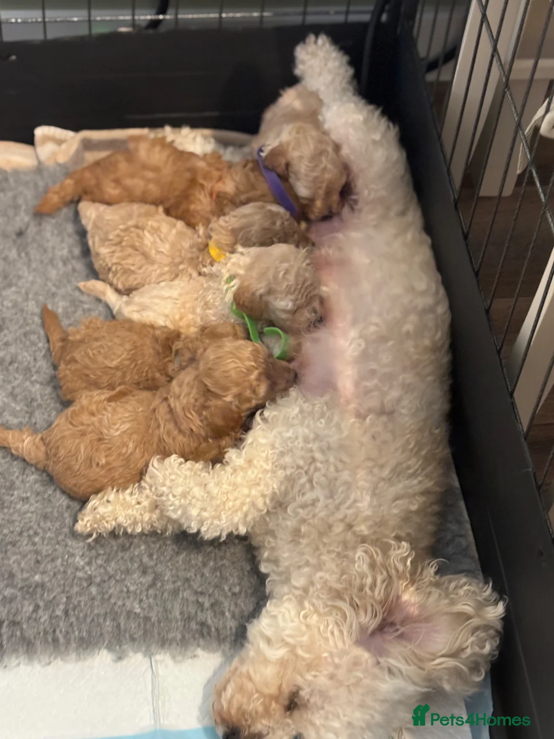 Poochon dogs for sale: F2 Poochon puppies   in Waterlooville - Advert 1