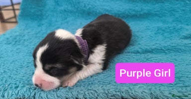 Welsh Corgi Pembroke dogs - Advert 1