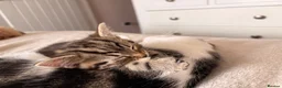 Mixed Breed cats for sale: One beautiful kitten male ready soon - Advert 3