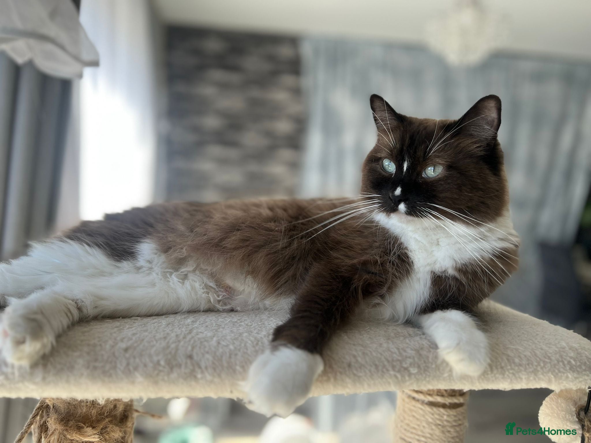Ragdoll cats TICA reg. Mink Ragdoll Girl 3 Years Old - Advert 2