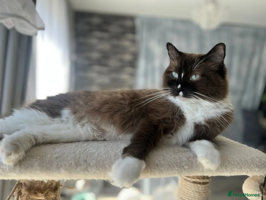 Ragdoll cats for sale: TICA reg. Mink Ragdoll Girl 3 Years Old - Advert 1