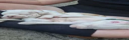American Bulldog dogs for sale: These 3 babies are looking for there forever home - Advert 12