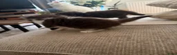 Mixed Breed cats for sale: Ragdoll X 2 longhair Blk and white ready now  - Advert 9