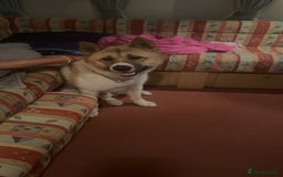 Akita dogs for sale: Loki  - Image 2