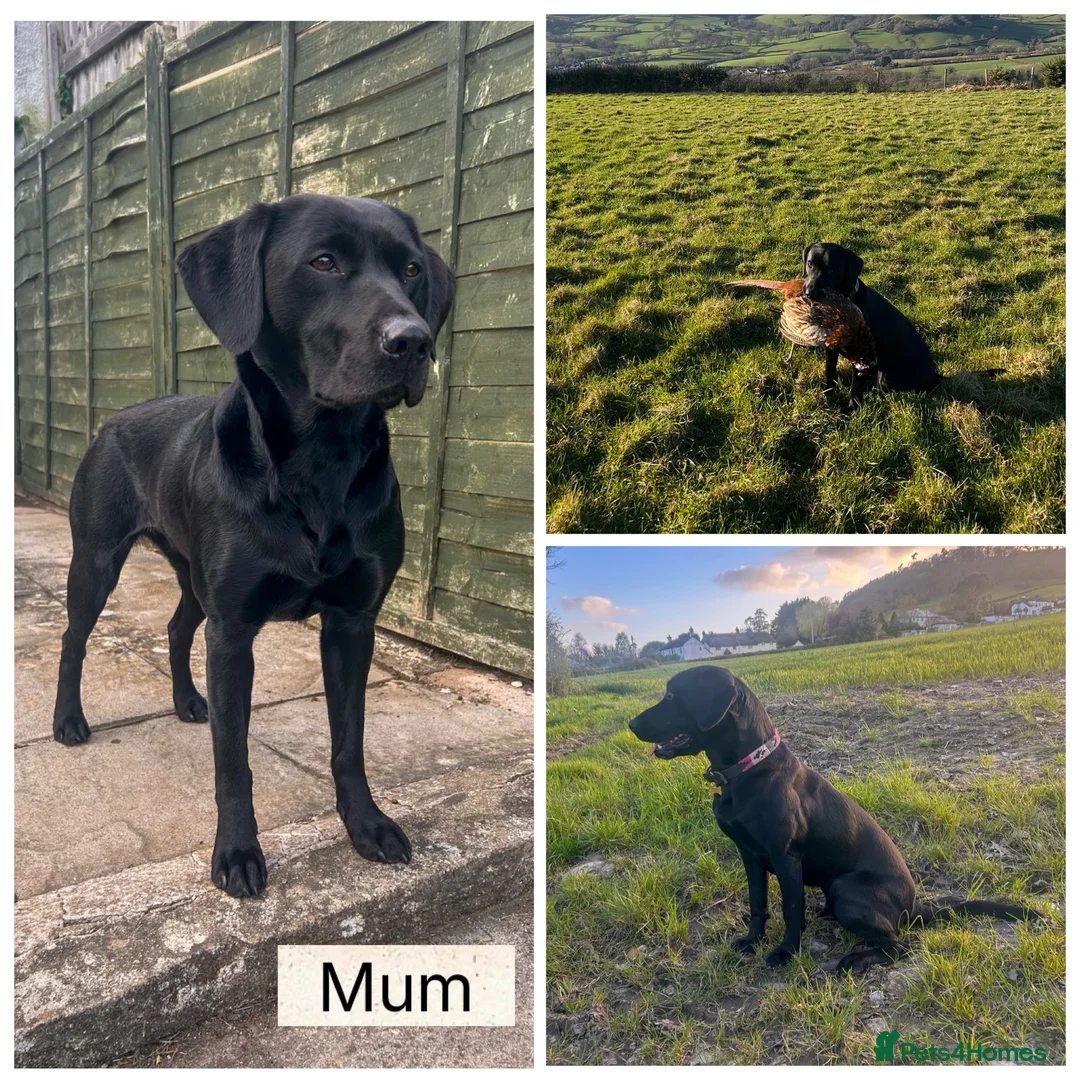 Labrador Retriever dogs for sale: ONE PUP LEFT-KC Reg, Red fox boy - Advert 2