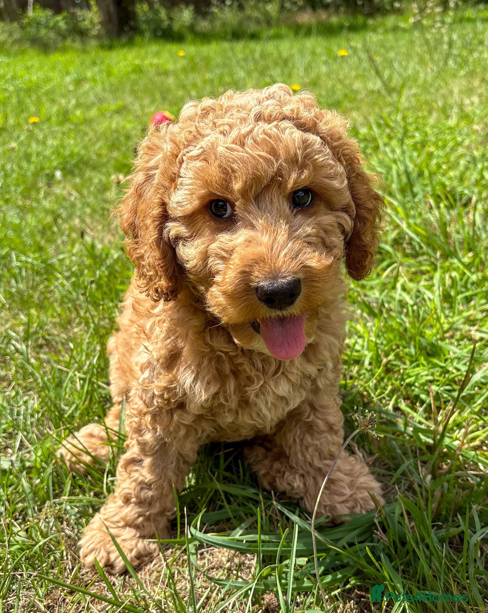 Australian Labradoodle dogs Ready Now: Multi-Gen Australian Labradoodle Boys - Advert 2