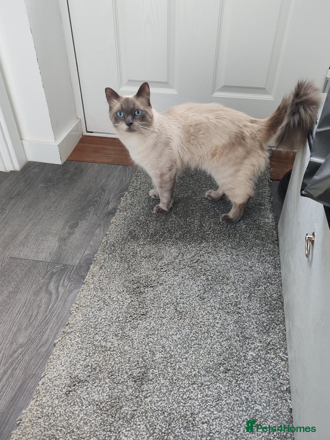 Ragdoll cats for sale: 2 lynx seal point Ragdolls kittens - Image 11