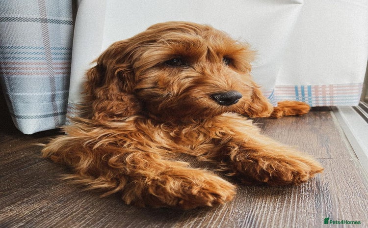 Cockapoo dogs - Advert 1