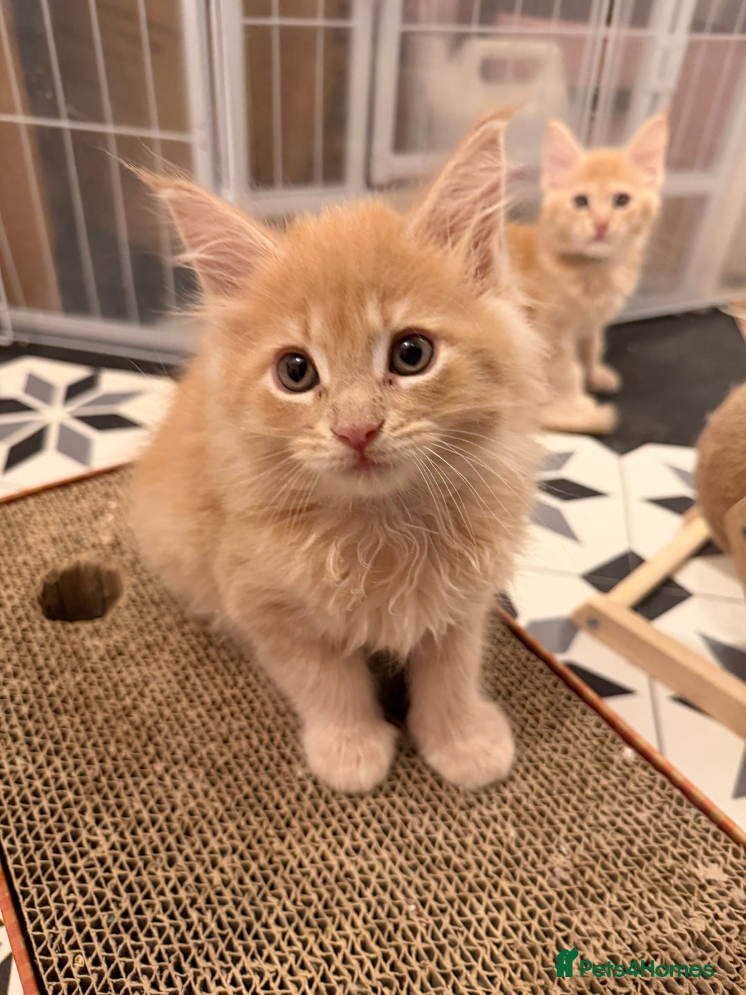Maine Coon cats for sale: TICA Registered Maine Coon Kittens - Advert 17