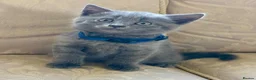 Mixed Breed cats for sale: British Blue cross kittens  - Advert 11