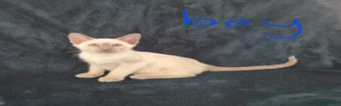 Siamese Kitten 1