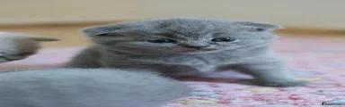 British Shorthair Kitten 2