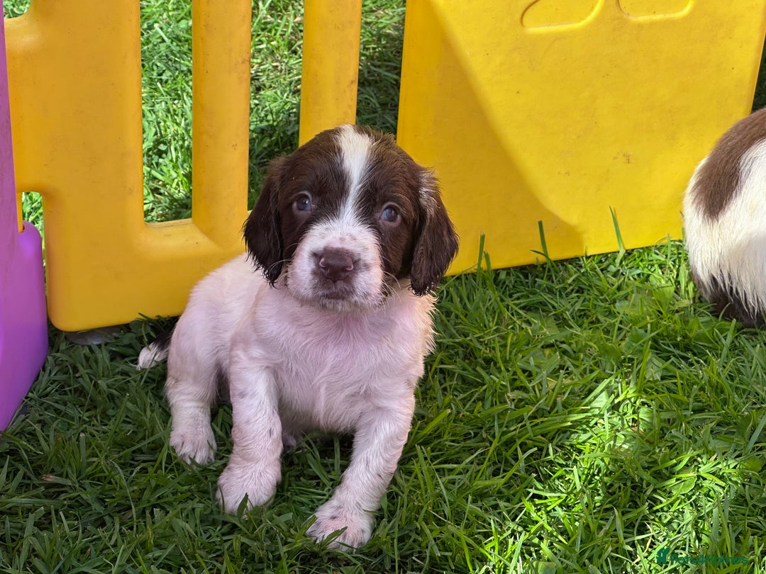 English Springer Spaniel dogs for sale: English working Springer Spaniel puppies for sale  - Image 10