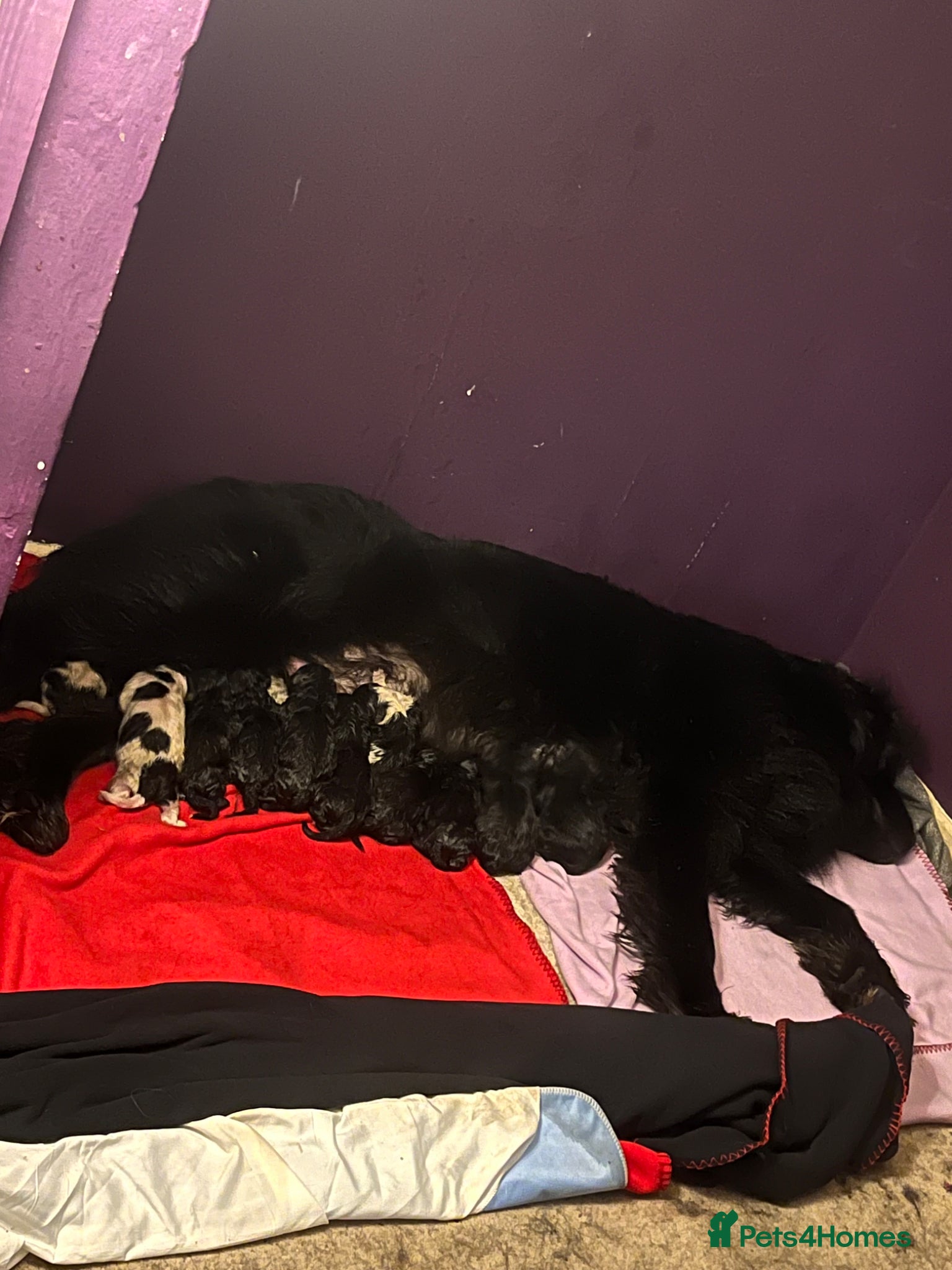 Mixed Breed dogs for sale: Black & landseer Newfoundland puppies  - Advert 1