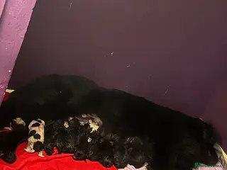 Mixed Breed dogs Black & landseer Newfoundland puppies - Advert 1