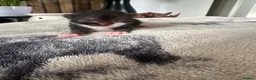 British Shorthair cats for sale: Beautiful British Shorthair Kittens  - Advert 8