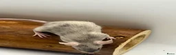 Mouse rodents for sale: Female fancy mice - ready for new homes - Advert 6