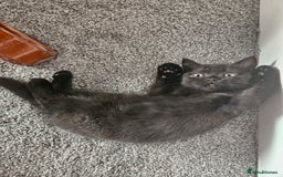 Scottish Fold cats for sale: Adorable Scottish fold Straight Ears Kittens - Image 32