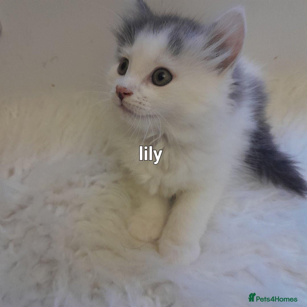 Siamese cats for sale: Bi colour blue and white kittens - Image 34