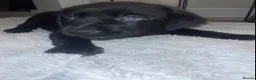 Cane Corso dogs for sale: Beautiful CaneCorso Puppies last 5 - Advert 7
