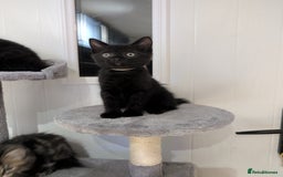 Ragdoll cats for sale: Black male Ragdoll x kitten  - Image 1