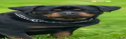 Rottweiler dogs for sale: Female 3 year old Rottie - Advert 4