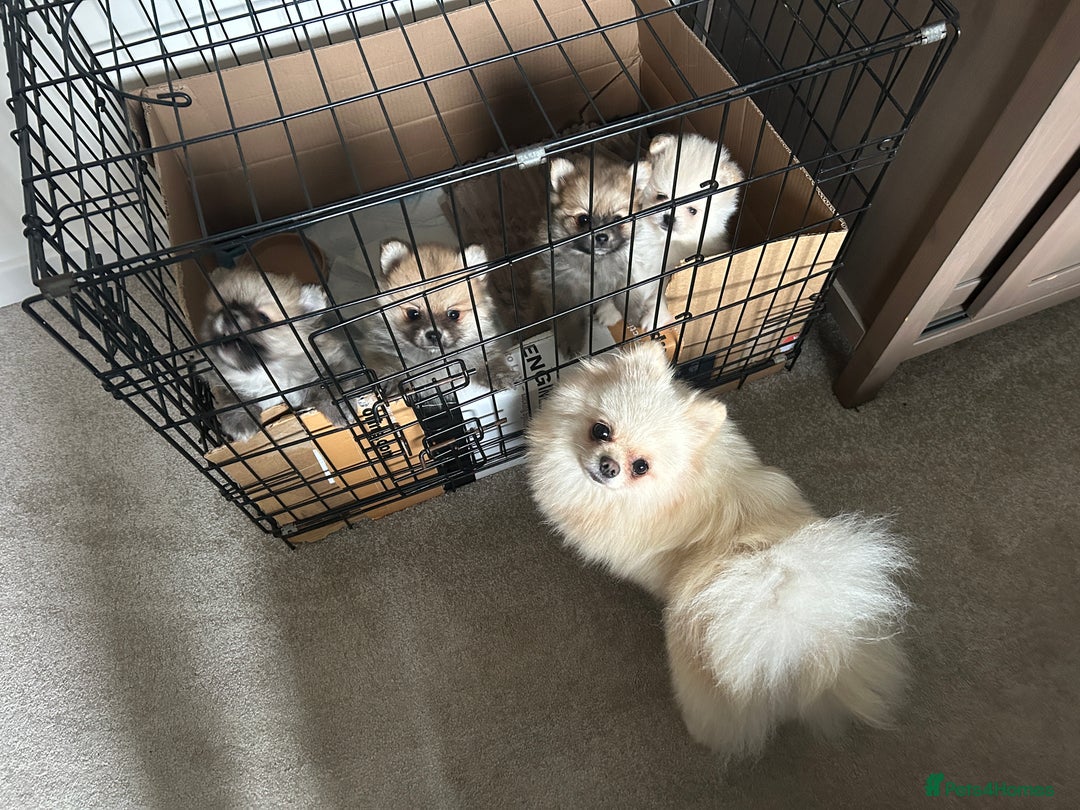 Pomeranian dogs for sale: Ready now***tiny teddy faced Pomeranian baby’s.  - Advert 13
