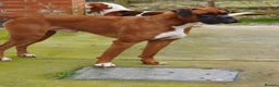 Boxer dogs for stud: kc Bob tail boxer stud in Ripley - Advert 2