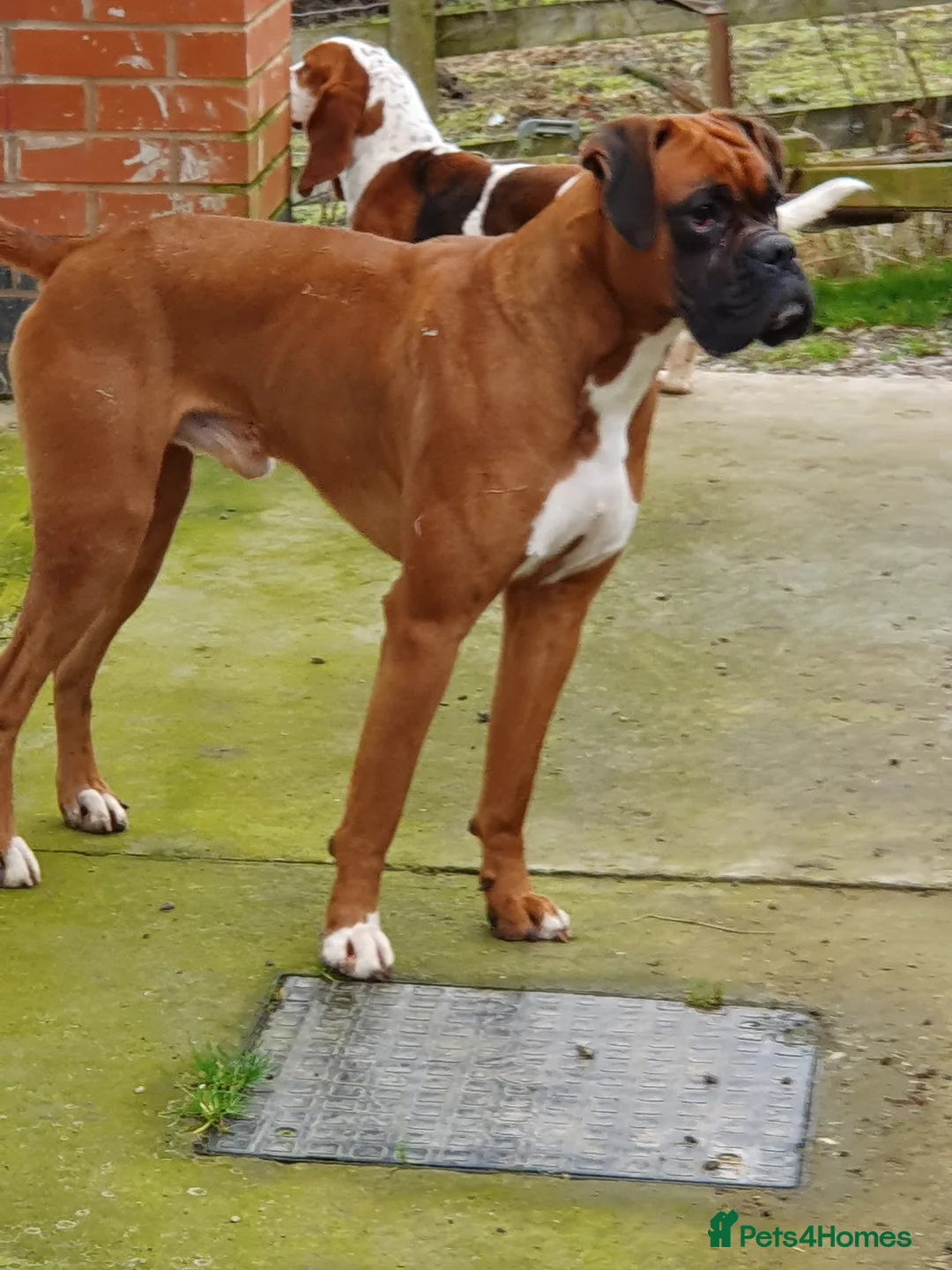 Boxer dogs for stud: kc Bob tail boxer stud in Ripley - Advert 2