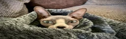 Sphynx cats for sale: Rehoming of Incredibly Bonded Trio of Sphynx Cats - Advert 8