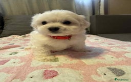 Maltese dogs for sale: Maltese puppies - Image 20