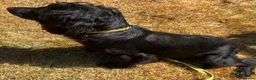 Cocker Spaniel dogs for sale: Gorgeous cocker spaniel pups - Advert 9