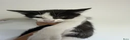 Mixed Breed cats for sale: Mixed breed stunning kittens - Advert 3