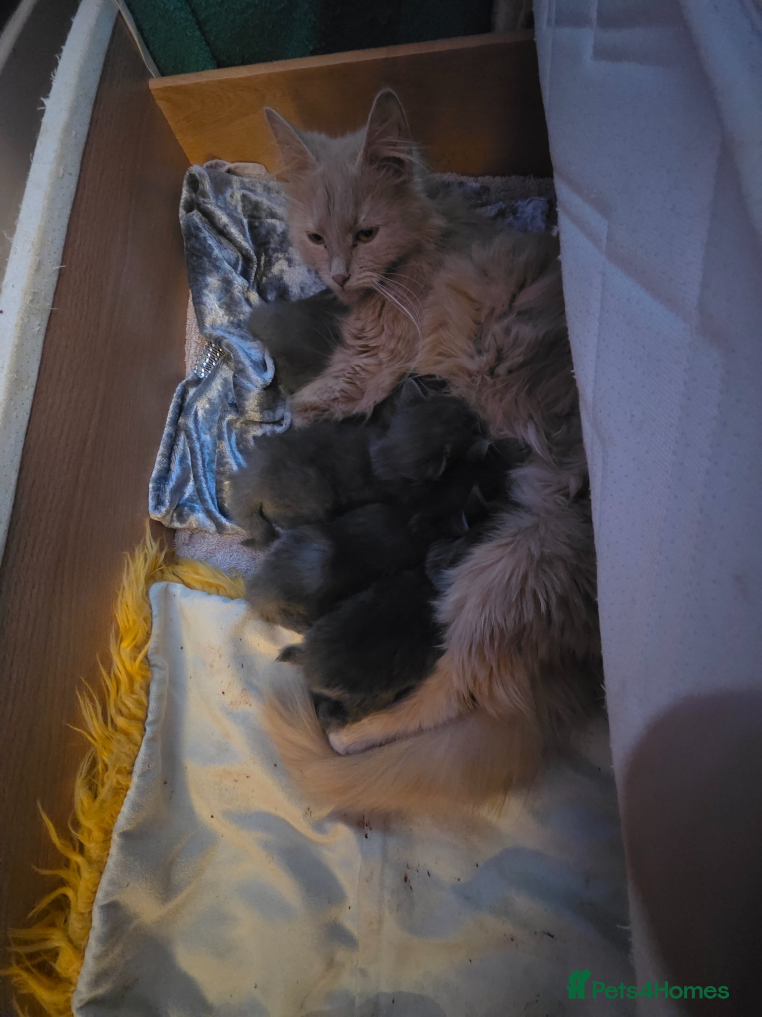 Mixed Breed cats 4 beautiful grey kittens 3 fluffy one smooth coat - Advert 1
