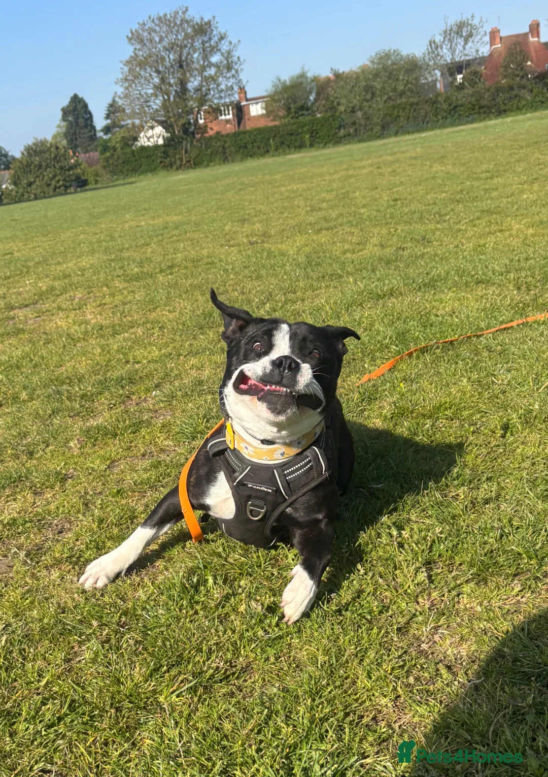 Mixed Breed dogs for sale: Staffordshire bull terrier cross  - Advert 2
