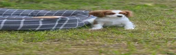 Cavalier King Charles Spaniel dogs for sale: Friendly and playful Cavalier Puppies - Advert 7