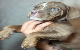 Olde English Bulldogge dogs for sale: 8 week old Olde English Bulldogges  - Advert 6