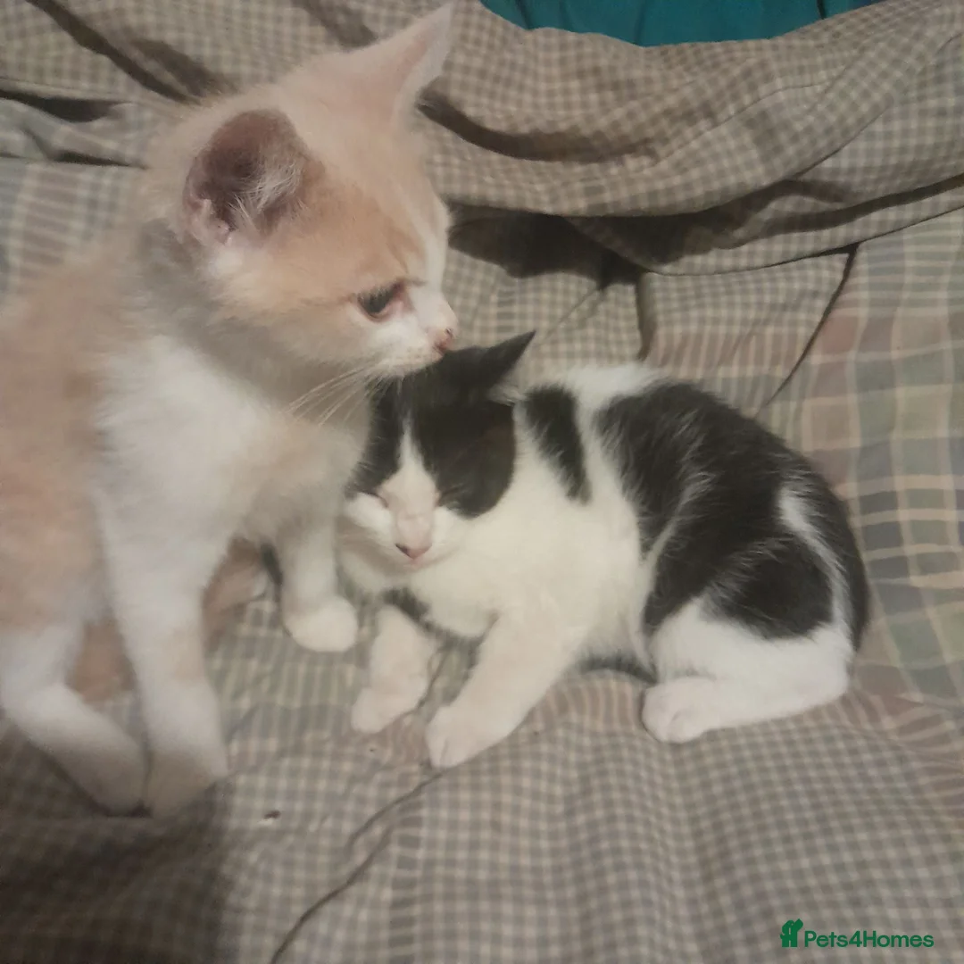 British Shorthair cats for sale: British Shrthair cross kittens - Advert 2