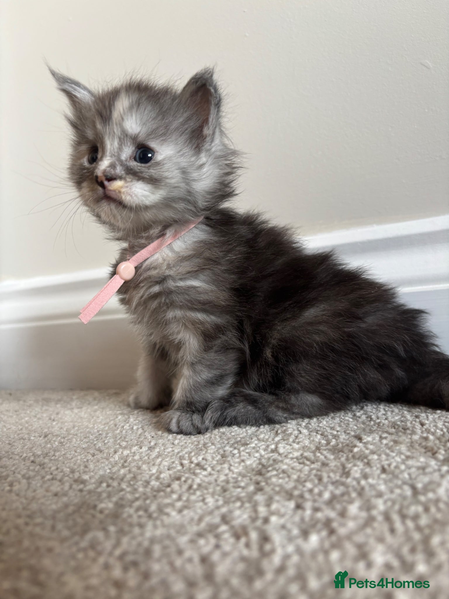 Maine Coon cats for sale: TICA Maine Coon Kittens  - Advert 13